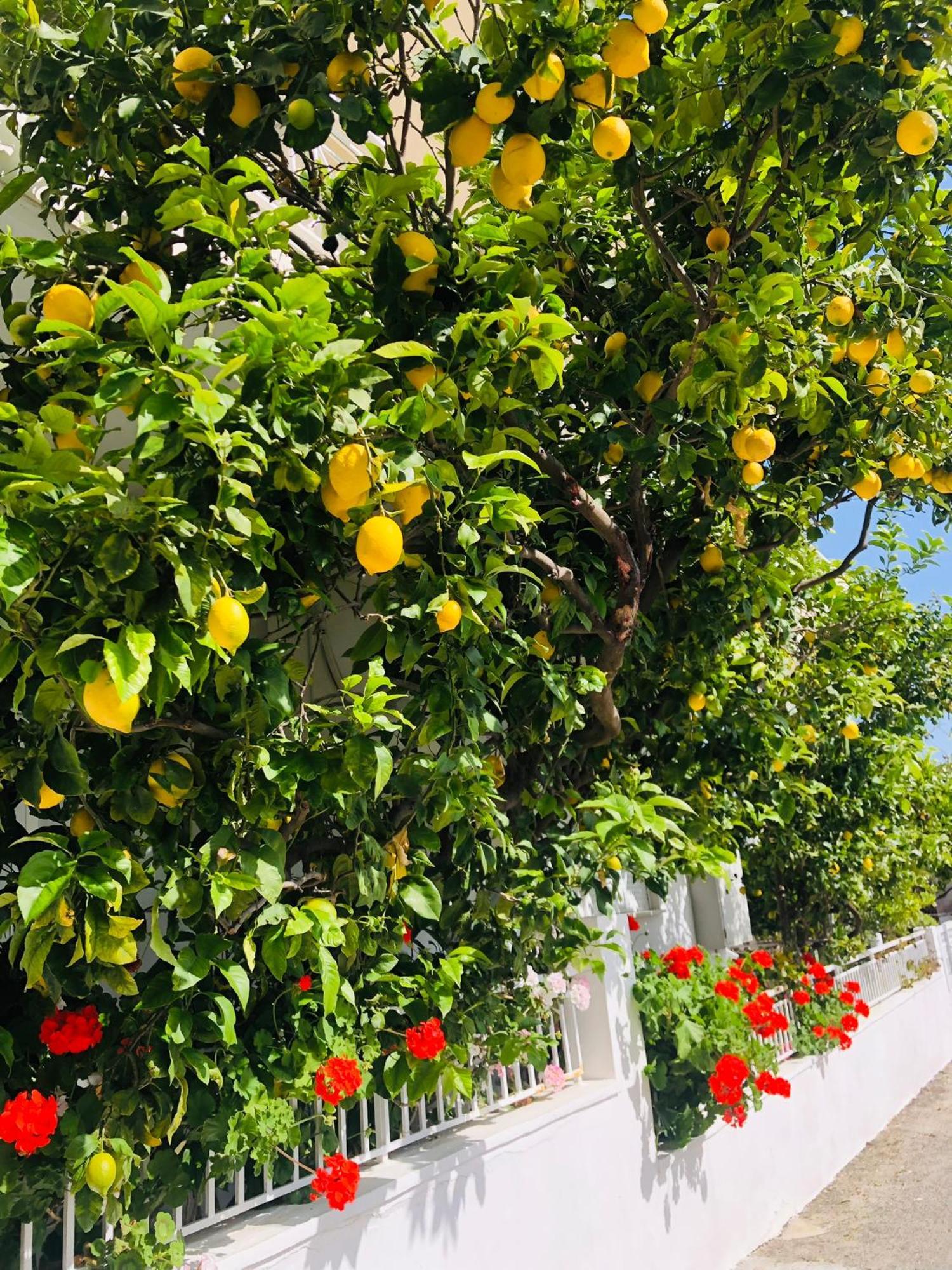Lemon Tree'S House Kalavárda Exterior foto
